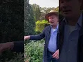 Lagu Salvia's