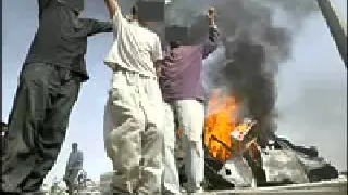 سباع الفلوجة 