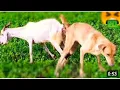 Download Lagu Guy Comes Home From Work With A Stray Dog |The Dodoo🥰,vux