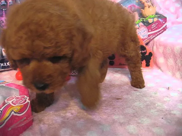 動画