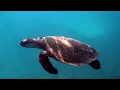 Why Ocean Giants Dive Into the Deep Pacific | 4K Documentary.