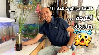 طريقة زراعة النباتات في الماء