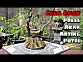 Lagu Cara Aman Press Akar Bahan Bonsai Anting Putri Mame || Wrightia Religiosa || Make Amazing roots