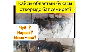 Чуй, Ысык-Кол, Нарындын букаларын байладык кайсынысы бат семирет экен?