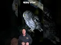 Download Lagu Did you know owls make sounds like these? #animals #owl #animalsounds