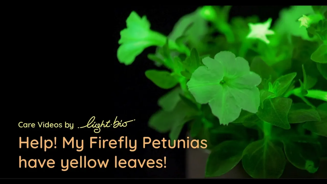 Light Bio — Firefly Petunias — Help! My Petunias have yellow leaves! (YouTube video ad)