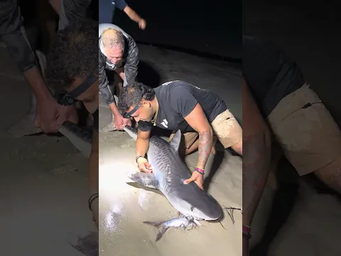‼️We caught a NY tiger shark‼️ # #sharkfishing #fishing #fish #tigersharks