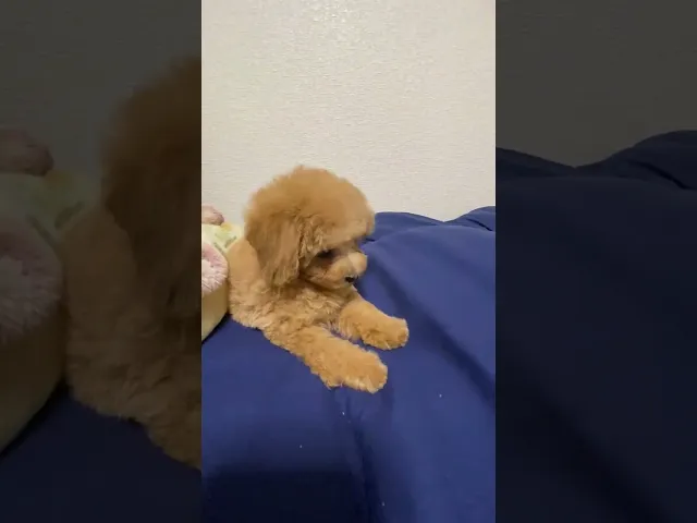 動画