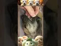 Mangoworm Removal Compilation Rescue Dog Mangoworms Vet Mangoworm Treatment