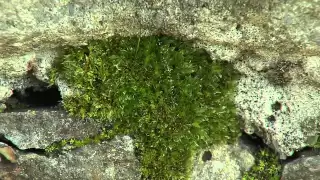 Les bryophytes, ces plantes secrètes qui nous entourent