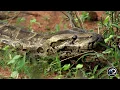 Why Are Humans So Afraid Of Snakes Man-Eating Python