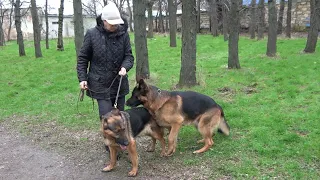 🐕🦺🦮German Shepherds Alfons and Ida. Odessa, 2026