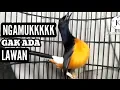 Download Lagu MURAI SUPER NGAMUK | 100% Bikin LAWAN Terpancing EMOSI
