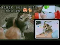Download Lagu ANAK KUCING MINUM SUSU \