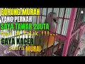 Download Lagu BURUNG PUNAI GACOR GAYA NGIPAS KAYA KACER DAN SUARA KAYA MURAI BATU !!!...
