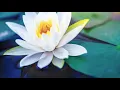 Meditation Music, Yoga Music, Sleep Music, Yoga Workout, Zen, Relaxing Music, Study, Yoga, ☯3663