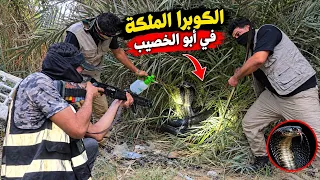 الحلقة الأخيرة في البحث عن الأفعى الكوبره الملكه السوداء 🐍🤬