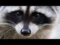 Raccoon attacks guests at Hersheypark 2 injured