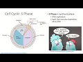 Cell Cycle Part 2 Interphase G1 S and G2