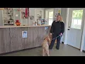 Pet Boarding Experience at Dorr Vet