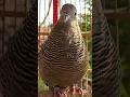 Download Lagu Perkutut Lokal Gacor Suara Kung Besar Pancingan Burung Perkutut Agar Bunyi #shorts #shortvideo