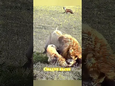 lion group killed 100 hyena
