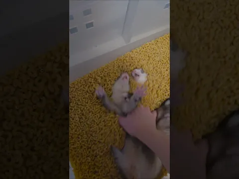 Pocket Double Noodle Snax