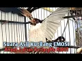 Download Lagu Suara Burung Kutilang Gacor ASLI Tanpa isian Plus NGGARUDA,untuk Pikat Kutilang bikin kutilang Ribut