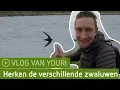 Download Lagu Herken de verschillende zwaluwen | Blauwe Kamer