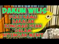 Download Lagu pleci dirumah bakal bongkar isian dalam Hitungan menit, dakun wilis#MasteranPCMI