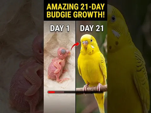Bird Transformation - Raising A Budgie Day 1 To 21