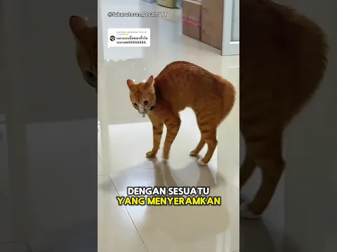 Kucing Oren Ngereog Ketika Lihat Beda ini👹🐱