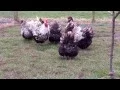 Silver laced Orpingtons www shalfleetpoultry co uk