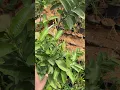 Download Lagu 🌀😊🌿கொய்யா மரம் பழங்கள் கொடுக்க டிப்ஸ் /Guava fruit tips /  @PasumaiThottakalai