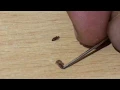 Lice Survives from Alcohol and Hydrogen Peroxide