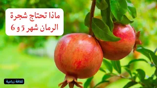 ماذا تحتاج شجرة الرمان شهر   و     ماي و جوان  دندنها