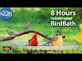 Relaxing Bird Bath 8 Hours of Birds Splashing Water Sounds Uninterrupted CatTV LensMyth