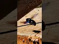Download Lagu Violet carpenter bee #insects #bee