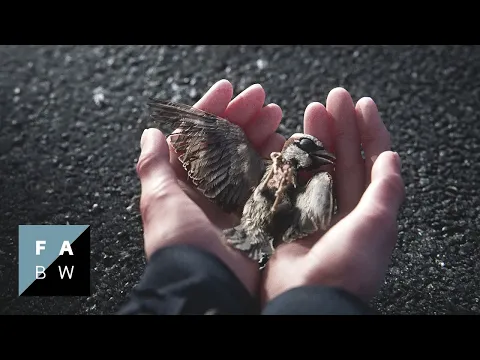 A Sparrow's Song | Trailer (2025)
