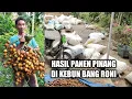 Download Lagu Hasil panen pinang betara yang ditumpangsarikan dengan kopi