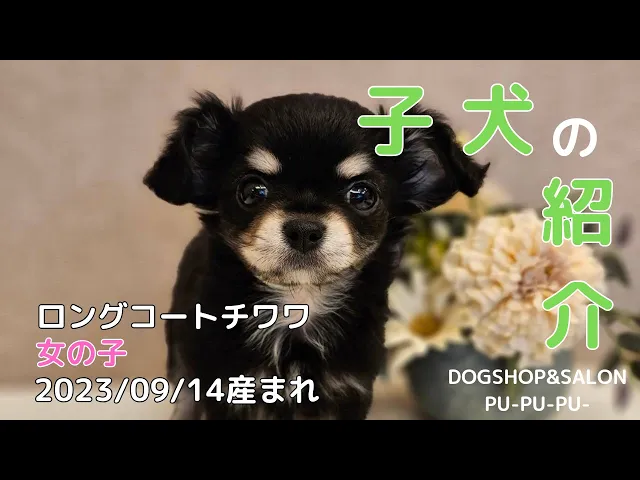 動画