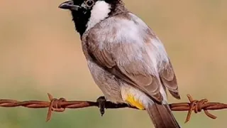 أجمل تغريد بلبل ديالى طور لسانات راقيه قديمه صوت واضح لتخريج دندنها