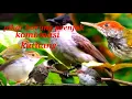 Download Lagu Suara pikat burung prenjak ❗kombinasi kutilang ribut