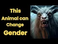 10 Incredible Animals That Can Change Their Gender