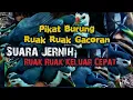 Download Lagu Suara Burung Ruak Ruak Pikat Pemanggil
