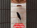 Download Lagu Murai Batu Seri F Bongkar suara Elang sambung kapas tembak#shorts