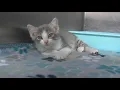 Beaumont Animal Care offers adoption deals to ease shelter overcrowding