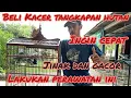 Tahapan Merawat Kacer Tangkapan Hutan Biar Cepat Jinak dan Gacor