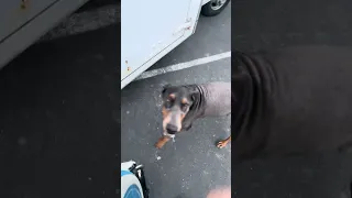 #fyp #doberman #pets