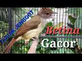 Download Lagu CUCAK JENGGOT Betina Gacor Memanggil Jantan Langsung Nyaut